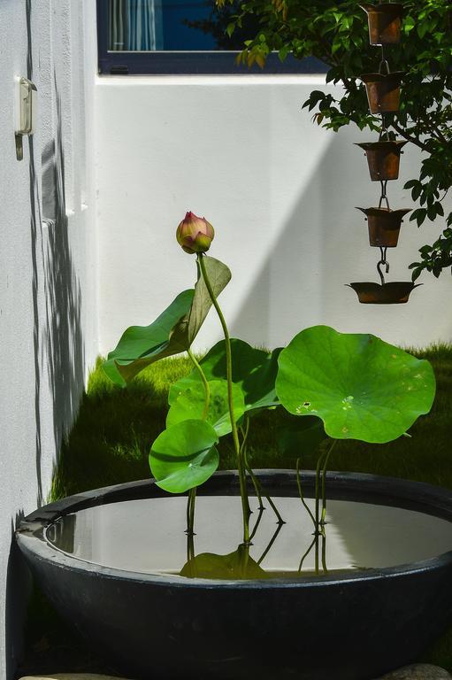 Begonia B&B T'ai-tung Eksteriør bilde